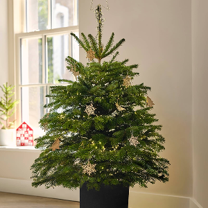 Product Image - UK Pot Grown Christmas Tree Rental and Replant